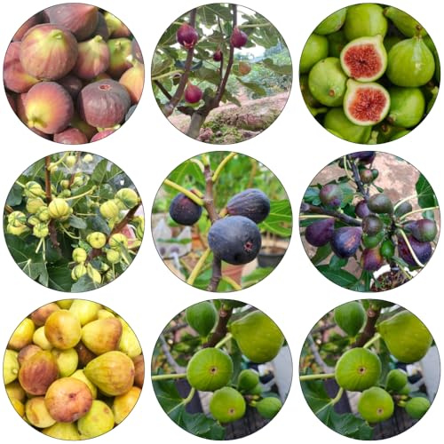 feigenbaum topfpflanzen draußen winterhart obstbäume pflanzendeko bio zimmerbonsai bonsai winterharte kübelpflanzen baumsamen winterharte stauden mehrjährig indoor garten 250samen