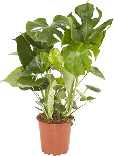 DECOALIVE Planta para el Hogar Natural Monstera Deliciosa Planta muy Decorativa
