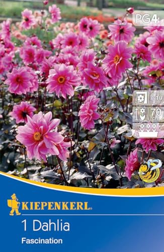 Kiepenkerl Dunkellaubige Beetdahlie Fascination - Blumenzwiebeln für Sommerblüte, Lilafarbene Dahlien, Garten & Balkon, Frühjahrsblumenzwiebeln