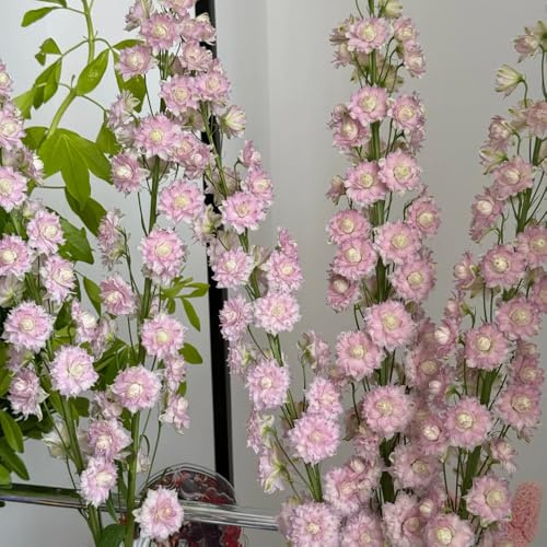 Semi di speronella - resistenti, esterno da giardino balcone rare 100pcs