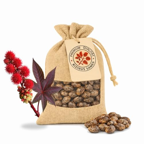 20 Premium Rizinussamen – Wunderbaum Palma Christi | Schnell keimend & robust | Exotische Zierpflanze, dekorativer Sichtschutz, pflegeleicht & ideal für Hobbygärtner