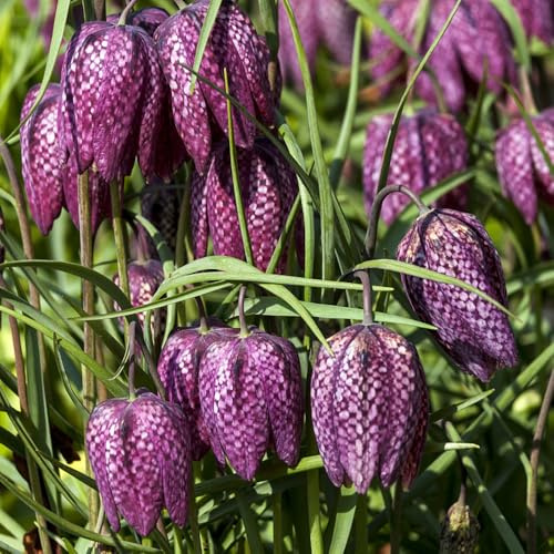 Kaiserkronen - gartendeko hochbeet garten alte sorten für sonnige plätze balkon 13Zwiebeln