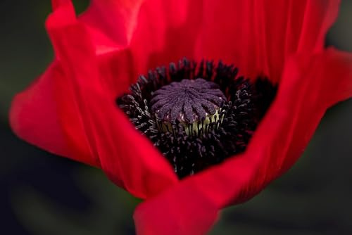 Papaver orientale 'Beauty of Livermere', Gartenmohn, türkischer Mohn - frosthart