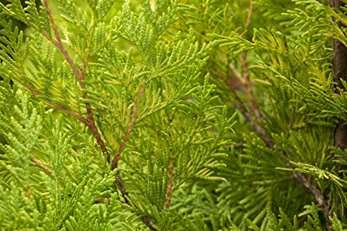 Thuja occidentalis 'Sunkist' 80-100 cm - Lebensbaum, goldgelbes Laub, ideal für Hecken und Sichtschutz, winterhart, pflegeleicht