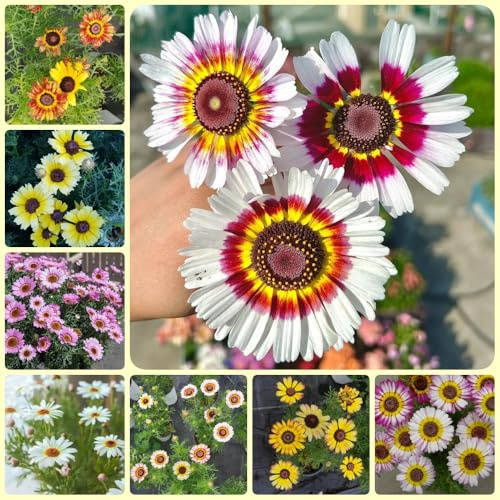 Semi di Crisantemo carinatum - di giardino semi di esotiche resistenti 150pcs