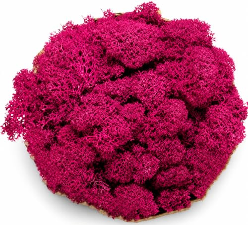 Lichene Stabilizzato Vero 100% Naturale, 1kg - Muschio Scandinavo Conservato per Decorazioni - Ideale per Parete Verde, Terrario, Presepi, Modellismo e Composizioni Fai da Te (Fucsia, 1kg)