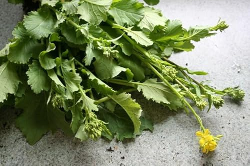 2 Packages of Broccoli Raab (Rapini) Seeds - 200 Seeds Per Package