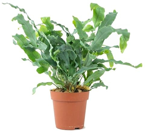 Helecho Phlebodium Blue Star Natural Planta de Interior con Hojas Azuladas