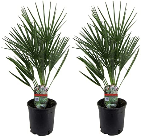 Plant in a Box - Chamaerops Humilis - 2er Set Gartenpalmen - Winterhart - Mediterrane Zwergpalme - Topf 15cm - Höhe 50-60cm