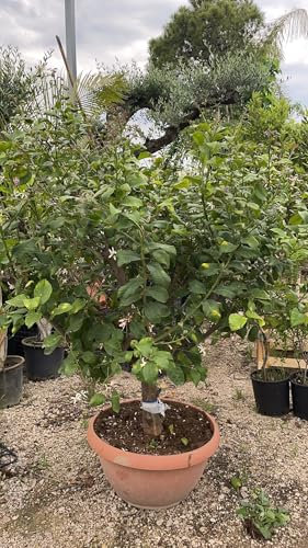 Vivaio Garden Forest Limone 4 Stagioni in Ciotola H 180 cm Ø70 cm