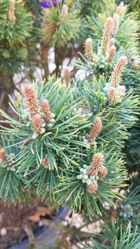 Pinus mugo 'Mughus' / Pin nain de montagnes/Conteneur de 2 à 2.9 litres/Conifère nain