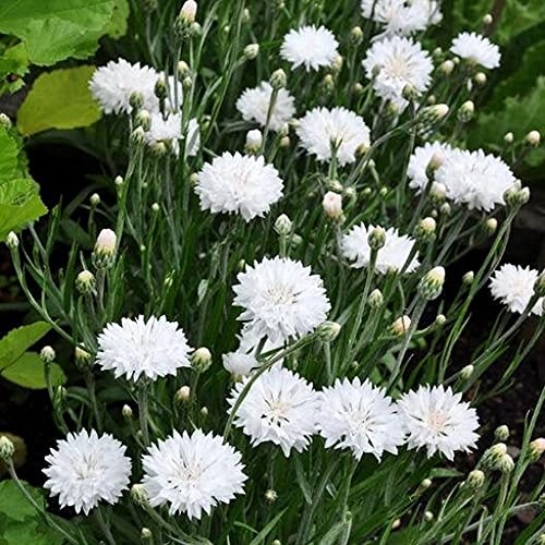 1oz Tall White Bachelor Button Cornflower Flower Seeds (Approx 5500 Seeds)