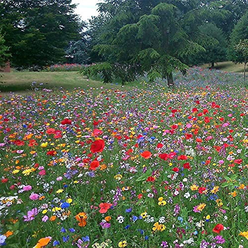 25g UK Wild Flower Seed Mix Annual Meadow Genuine Pure Wildflower Plants Attracts Bees & Butterfly