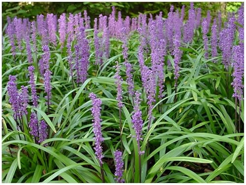 Stauden Gänge 3 x Liriope muscari 'Big Blue' Lilientraube winterhart | Blaues Ziergras für Sonne bis Halbschatten, Blüte August bis Oktober, mehrjährig, 1 L Topf (11x11 cm)
