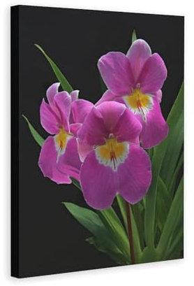 Pansy Orchid Flower Poster Canvas Wall Art Bedroom Posters Living Room Decor Poster for Room Aesthetic Sports Office Room Dorm Decoration Gifts Oil Painting Frame-style 24x36inchs(60x90cm)