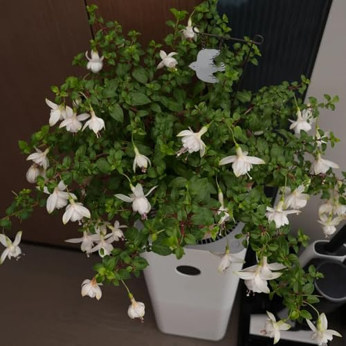 fuchsien hängend - schnittblumen zimmerpflanze bio pflanzensamen hochbeet gartendeko für draußen outdoor rankpflanzen topfpflanzen deko büro gartenblumen balkonblumen kletterpflanzen 250samen