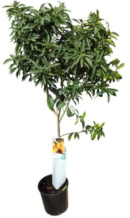 AzJardin- Arbol natural de Naranjo Kumquat-Planta viva- Altura 150cm aprox. Maceta de 25cm- Naranja enana comestible-Naranjo chino
