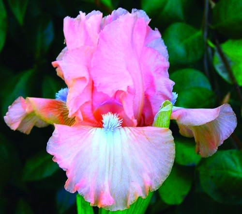 Bearded Iris Bulbs for Planting,Flowering Rhizome,Bearded Iris Bulbs Mix,Bearded Iris UK,Excellent Display Indoor Perennial Balcony Garden Bulbs-3bulbs-E