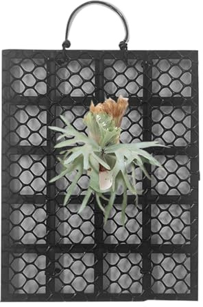 Staghorn Fern Wall Mount, Staghorn Fern Plate Wall Mount - Orchid Mounting Climbing Plants Holder for Indoor Outdoor Living Room Balcony Office