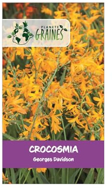 10 Bulbes Crocosmia George Davidson Jaune - Montbretia à Grandes Fleurs
