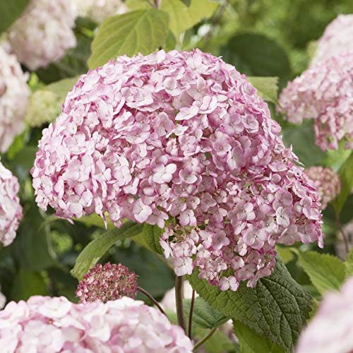 Hydrangea arborescens ‘Candybelle Bubblegum’, Hardy Shrub in 9cm Pot x 1 by Thompson and Morgan (1)