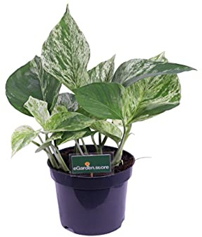 Pianta di Pothos Pianta di Scindapsus pianta da interno pianta ornamentale di Pohos pianta decorativa di Scindapsus pianta di Pothos vera venduta da eGarden.store (Marble Queen v.12 cm)