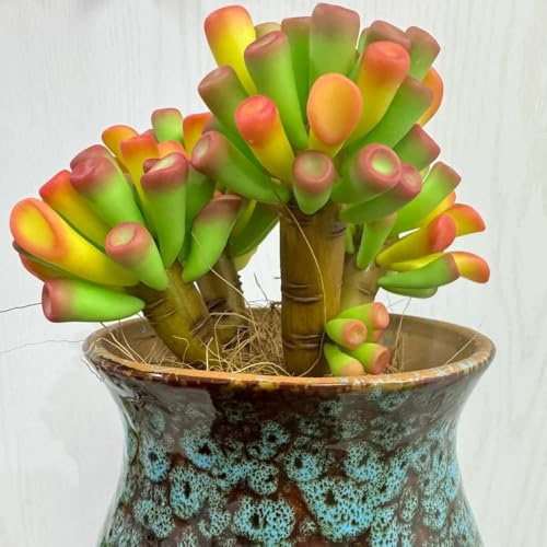 semillas suculentas resistentes, comprar de balcón perennes de jardín rocas decorativas raras 350pcs