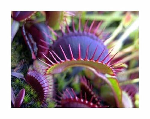 Stk - 3x Dionaea muscipula Dent long Venusfliegenfalle Pflanzen - Samen B1229 - Seeds & Plants Shop by Ipsa