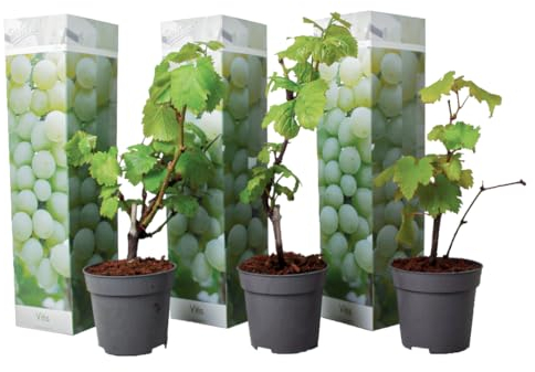 Plant in a Box - Traubenpflanzen - 3er Set - Vitis Vinifera 'Chardonnay' - Weintraube Weiß - Winterhart - Topf 9cm - Höhe 25-40cm