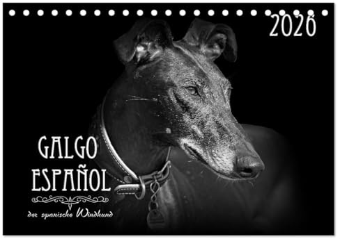Galgo Español - der spanische Windhund 2026 (Tischkalender 2026 DIN A5 quer), CALVENDO Monatskalender: Ausdrucksstarke schwarz-weiß Portraits vom Galgo Español (CALVENDO Tiere)
