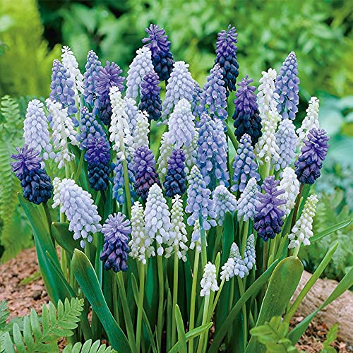 40 x Muscari Blue Blends – Traditional Springtime Favourite in Blue & White – Mid Spring Bloomers – Perennial – for Your Beautiful Garden