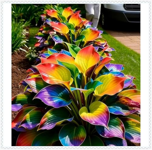 Hosta Bulbi- Resistenti al freddo e alla siccità-Bulbi di Hosta-Rare-4 Bulbi-A