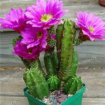 seedsown 50 Samen Usambaraveilchen Samen Mischfarben Blumen-Samen-Saintpaulia Ionantha Garten Bonsai Blumentopf Staudenkräutersamen 7