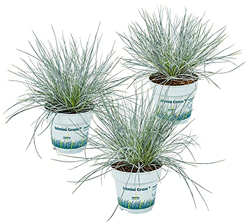 Bloomique - Set de 3 - Festuca glauca ‘Compacta Blue’ - Festuca azul - Césped ovino - Gramínea ornamental - Plantas de jardín - Resistente al frío - Altura 20-30 cm - Maceta 10,5 cm