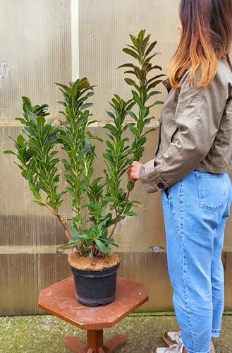 POWERS TO FLOWERS - AZALEA MOLLIS KNAPHILL ROSSA XXL, AZALEA DA ESTERNO, vaso 20cm, pianta vera