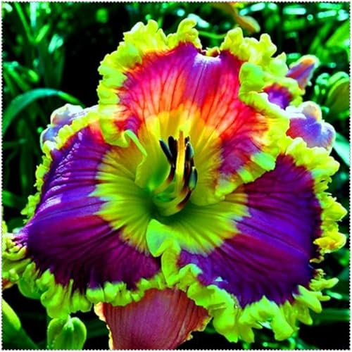 Taglilien Zwiebeln,Mix Mehrjährige Pflanze,Schnell-Wachsend,Winterhart Pflanze,Mysteriöse magische Glühbirne,Seltene farbenfrohe Blumen.-3Taglilien zwiebeln-H