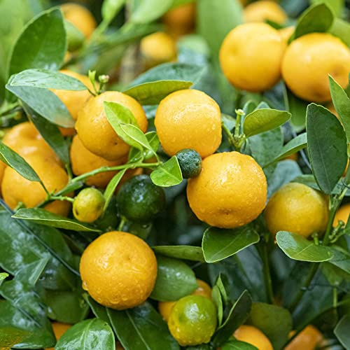 orangenbaum obstpflanzen topfpflanzen zimmerpflanzen Citrus dekopflanzen gartenpflanzen dachbegrünung exotische zimmerpflanzen hochbeet balkon biosaatgut balkonpflanzen winterhart 550samen