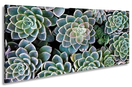 Leinwandbild Sukkulenten in perfekter Symmetrie Natur in Geometrie Panorama 80x40cm XXL Kunstdruck Bild auf Keilrahmen/Wandbild/Wohnzimmer Dekoration
