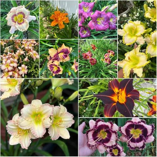 taglilien blumensamen steingartenpflanzen winterhart gartenpflanzen bonsai taglilien winterharte kübelpflanzen, bodendecker winterhart balkon balkonpflanzen 75samen