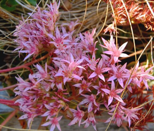 Sedum Purple Carpet Stonecrop Sedum Spurium Coccineum - 1,000 Bulk Seeds