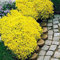 Saterkali Semi di timo strisciante, 400 Pz/borsa Semi di timo strisciante Ad alto rendimento Semi di bonsai perenni facili da coltivare per prato Giallo