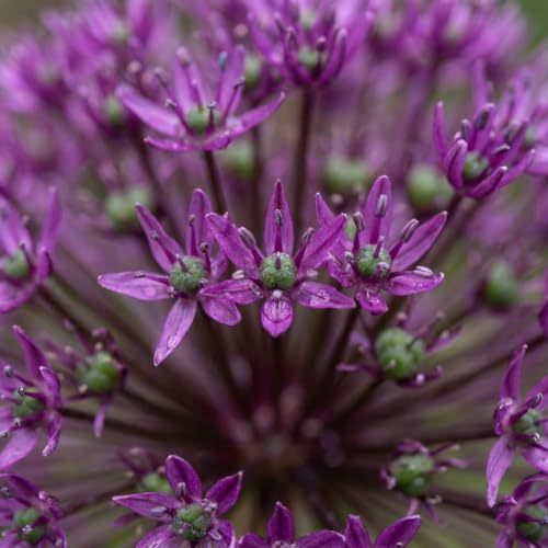 Green boutiQ - 15x Allium Miami - Ail d'ornement Miami - Violet - Floraison estivale - Calibre 10/+