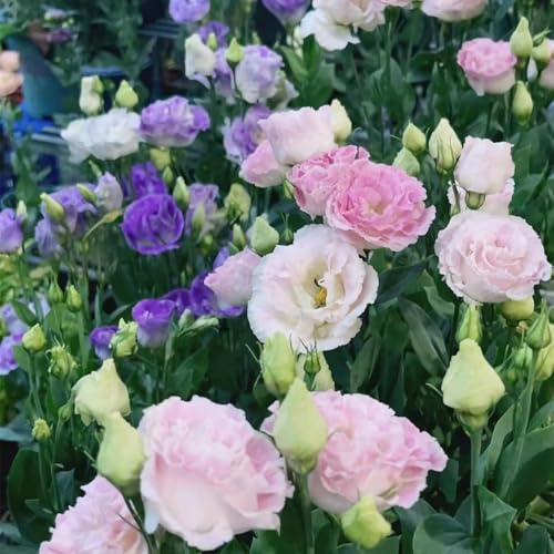 1000 semi di campanula di diversi colori, adatti per la semina in inverno,