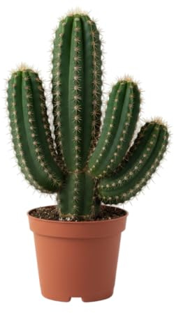 DECOALIVE Cactus de Escritorio Planta Natural Resistente Para Acompañar Tu Ordenador