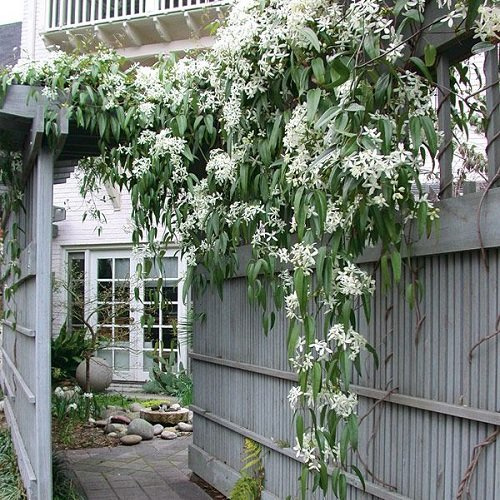 3 x Clematide Armandii | Acquista 3 / Paga 2 (3 Piante Sempreverdi - Bianco) - Vaso 1,5 litro (Pianta Rampicante - Clematis - Pianta Adulta) - Muri, Pergola, Balconi e Terrazze | ClematisOnline