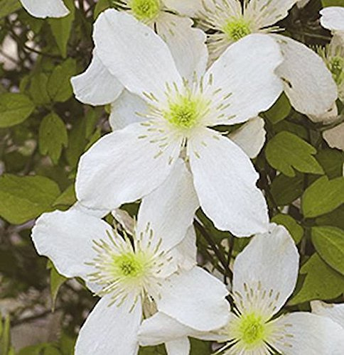Immergrüne Duft Waldrebe Early Sensation 40-60cm - Clematis - lebende Gartenpflanze aus den Baumschulen