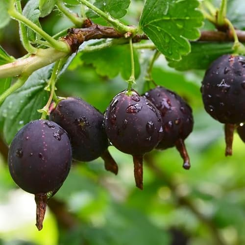Gooseberry Bush Live Plant, 5-10 Inch Tall, Gooseberry Plant Live for Growing, Gooseberry Tree Live Plant (Black Velvet Gooseberry)