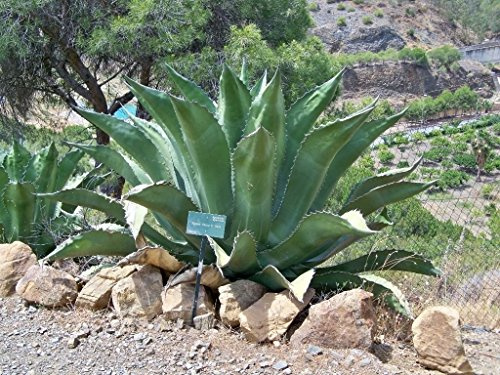 5 seeds of Agave salmiana ferox HUGE HARDY AGAVE SEEDS exotic:Seeds : Package Contatins seeds