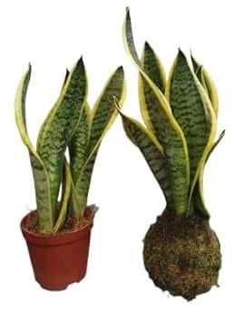 Sansevieria en Kokedama – Lengua de Suegra – Planta Natural Resistente – DECOALIVE