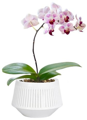 FUANA Vaso da fiori a doppio strato con controllo delle radici, fioriera in resina plastica traspirante per orchidee Phalaenopsis, 15,7 x 11 x 11 cm, bianco bianco (senza fiori)